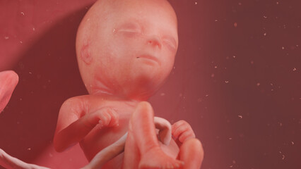 3d rendered illustration of a human fetus - week 16