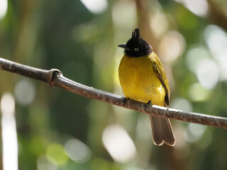 Image of Black-crested Bulbul( Rubigula flaviventris) perched on a branch on nature background. Bird. Animals.
