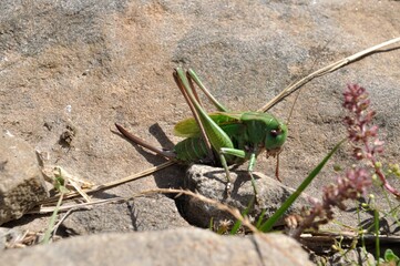 green grasshopper in the mountain