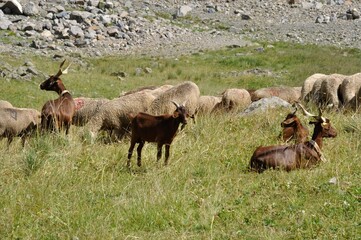 Naklejka na ściany i meble A Herd of sheep and goats in the Alps