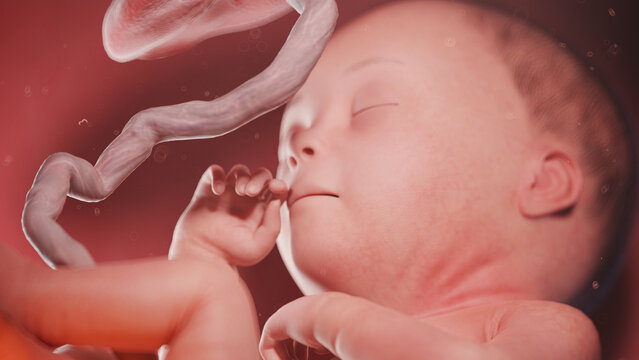 3d rendered illustration of a human fetus - week 27