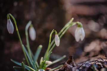 wild white snowdrops growing from the forest ground