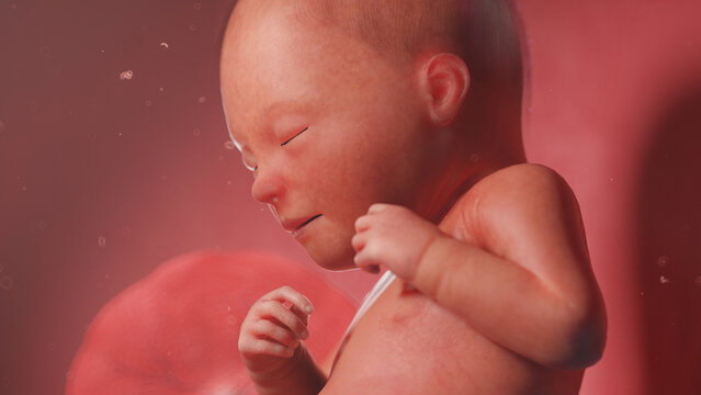 3d rendered illustration of a human fetus - week 32