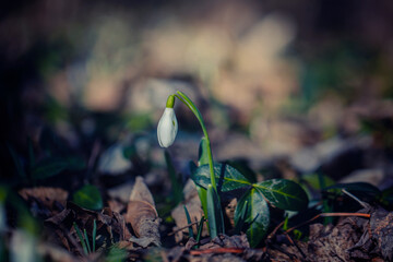  wild white snowdrops growing from the forest ground
