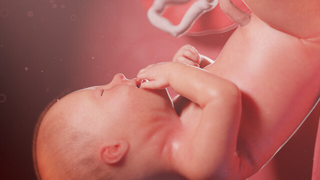 3d rendered illustration of a human fetus - week 36