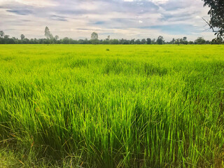Landscape of The rice field in Thailand. 