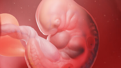 Fototapeta premium 3d rendered illustration of a human embryo - week 5