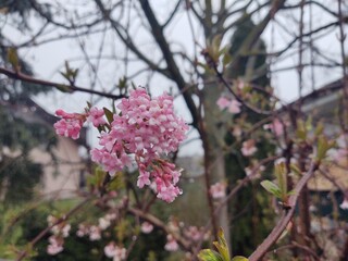 Naklejka premium Spring tree flowering. Pink flowers. Slovakia