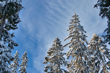 Snowy treetops against blue sky