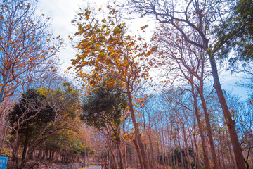 Road with many green trees in autumn at Bach Dinh, Vung Tau city, Vietnam.
