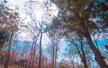 Road with many green trees in autumn at Bach Dinh, Vung Tau city, Vietnam.