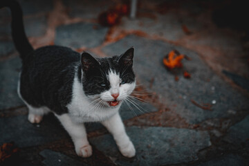 close up shot of black and white cat with orange autumn leaves on the background in cyprus 