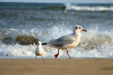 Seagul walking along the stormy seabeach in summer sunny day.Close up photo.