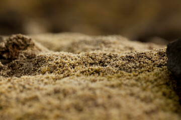 Islande, mousse