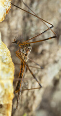 Limoni cranefly, Metalimnobia on fungi, macro photo