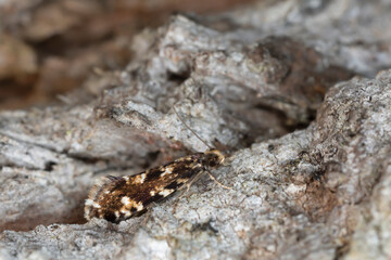 Cork moth, Nemapogon cloacella on bark, macro photo