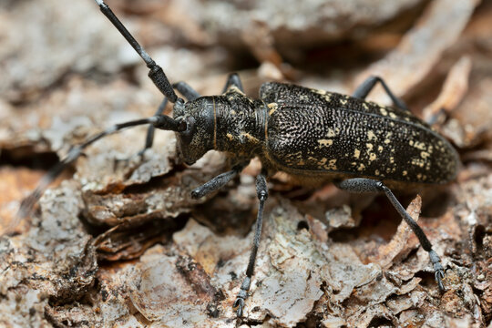 Small white-marmorated longicorn, Monochamus sutor on coniferous bark
