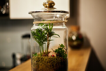 A close-up shot of a terrarium in a small glass jar on a blurred background