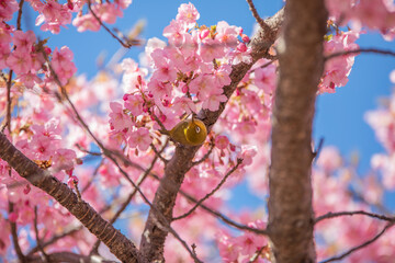 目黒川の梅とメジロ