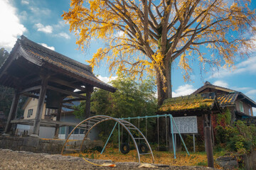 滋賀県米原市醒ヶ井にある了徳寺の御葉附銀杏の樹と風景