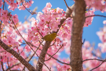目黒川の梅とメジロ