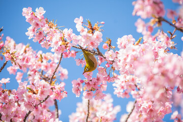 目黒川の梅とメジロ