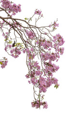 Tabebuia rosea blossom tree For design with clipping path