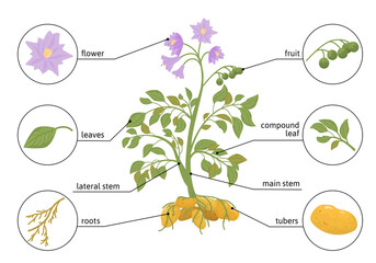 Potato Plant Flat Infographics