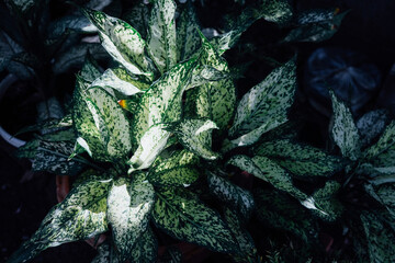 white and green aglaonema plant 