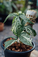 Amydrium zippelianum variegated plants