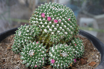 Mammillaria bucareliensis with pink flowers 