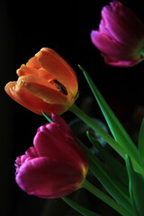 Tulpen