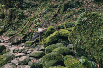 Fototapeta na wymiar Landscape in Yakushima ,Japanese natural heritage.