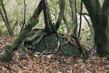 Landscape in Yakushima ,Japanese natural heritage.