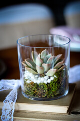 succulent plant in glass vase