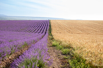 Blooming lavender field and wheat field, beautiful summer landscape