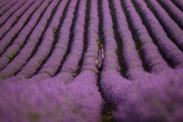 Woman in lavender flowers field at sunset in purple dress.