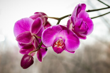 blooming bright purple orchids   