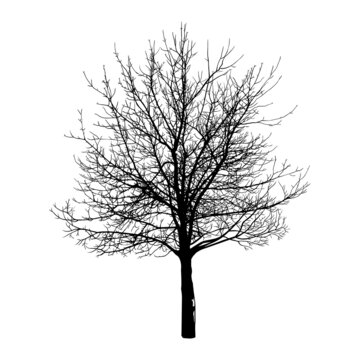 . Autumn or winter tree . Black silhouette on a white background. Hand draw vector design element . Sketch style.