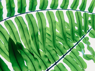 Fototapeta na wymiar green fern leaves background, abstract natural background