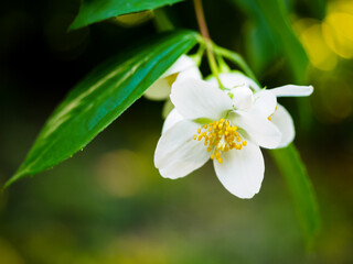 tiny white flower of jasmine bush on green blurred background