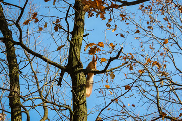 squirrel high on a tree among yellow foliage, autumn, park