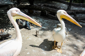 two large white pelicans in the zoo