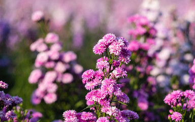 Obraz premium Closeup image of a beautiful purple Margaret flower field