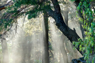 sun and sunny iridescent glare through the crowns of pines