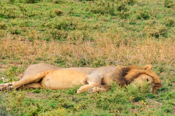 Lion (Panthera leo) sleeping on grass in savannah in Serengeti National Park, Tanzania
