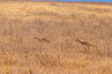 Two jackals walking in dry savannah in Ngorongoro crater national park, Tanzania
