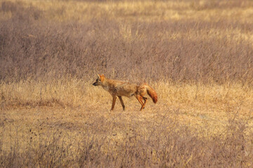 Jackal walking in dry savannah in Ngorongoro crater national park, Tanzania
