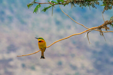 Swallow-tailed bee-eater (Merops hirundineus) perched on a twig in Ngorongoro conservation area, Tanzania. Wildlife of Africa