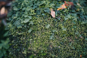 Landscape in Yakushima ,Japanese natural heritage.